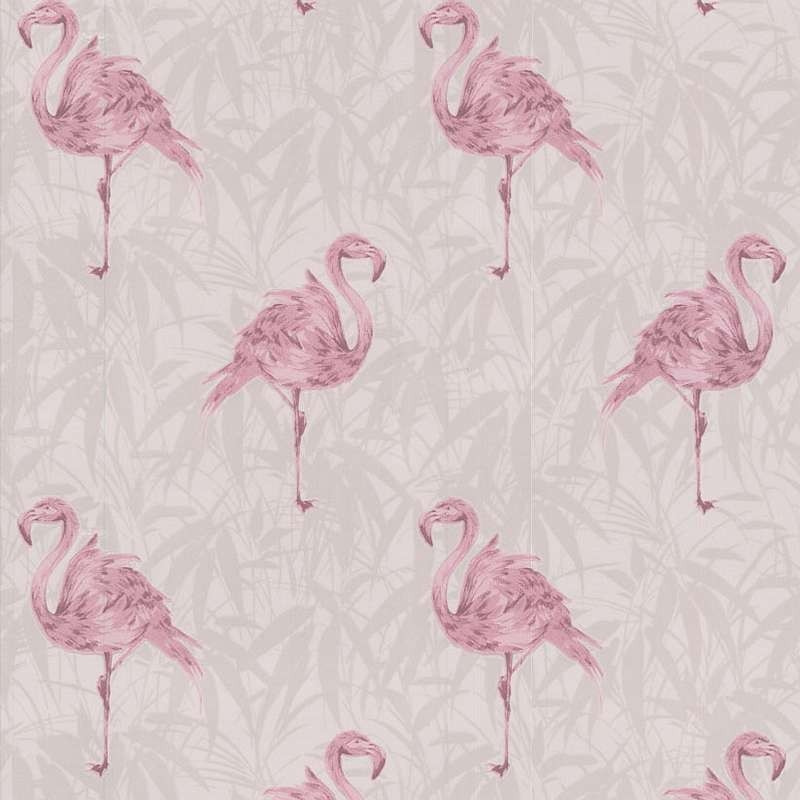 800x800px Pink Flamingo Wallpaper WallpaperSafari
