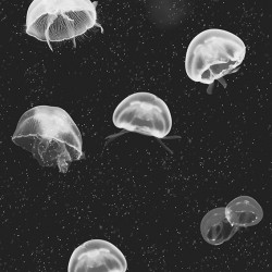 Jellyfish Black Wallpaper