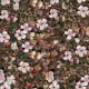 Floral Tapestry Pink