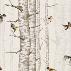 Birch Trees Grey