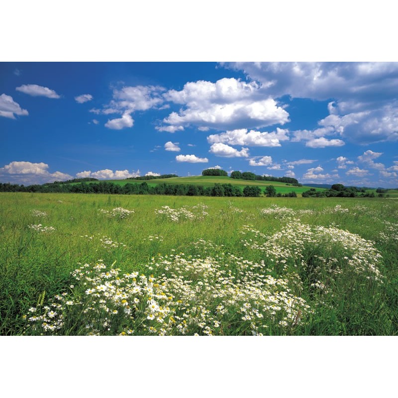 Meadow Wall Mural | Komar Wall Mural | Wall Murals Direct Online