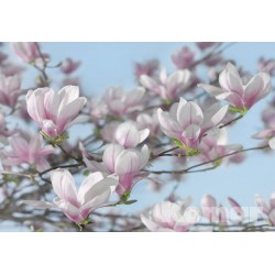 Magnolia